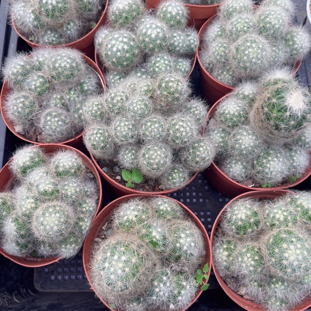 芳香丸群红盆随机一盆 