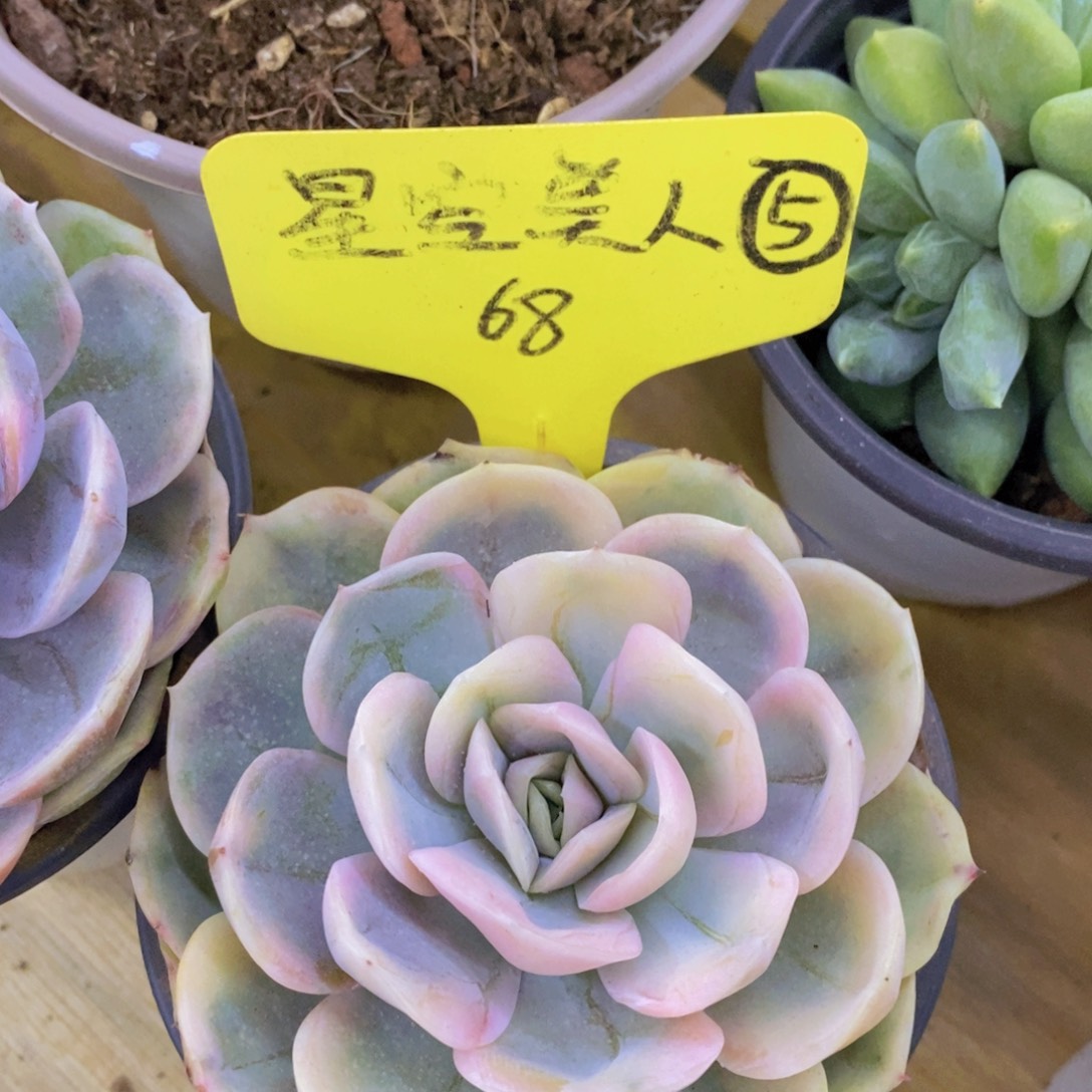 开心多肉，一单包邮，一物一拍