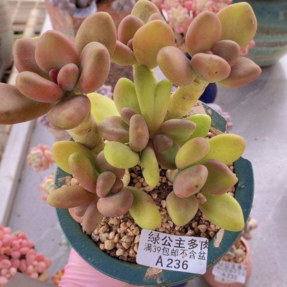 芒果奶老桩13cm236多肉植物