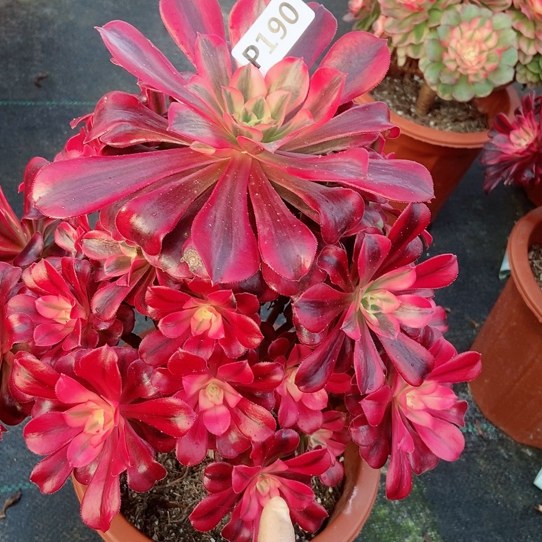 红陶190美杜莎4多肉