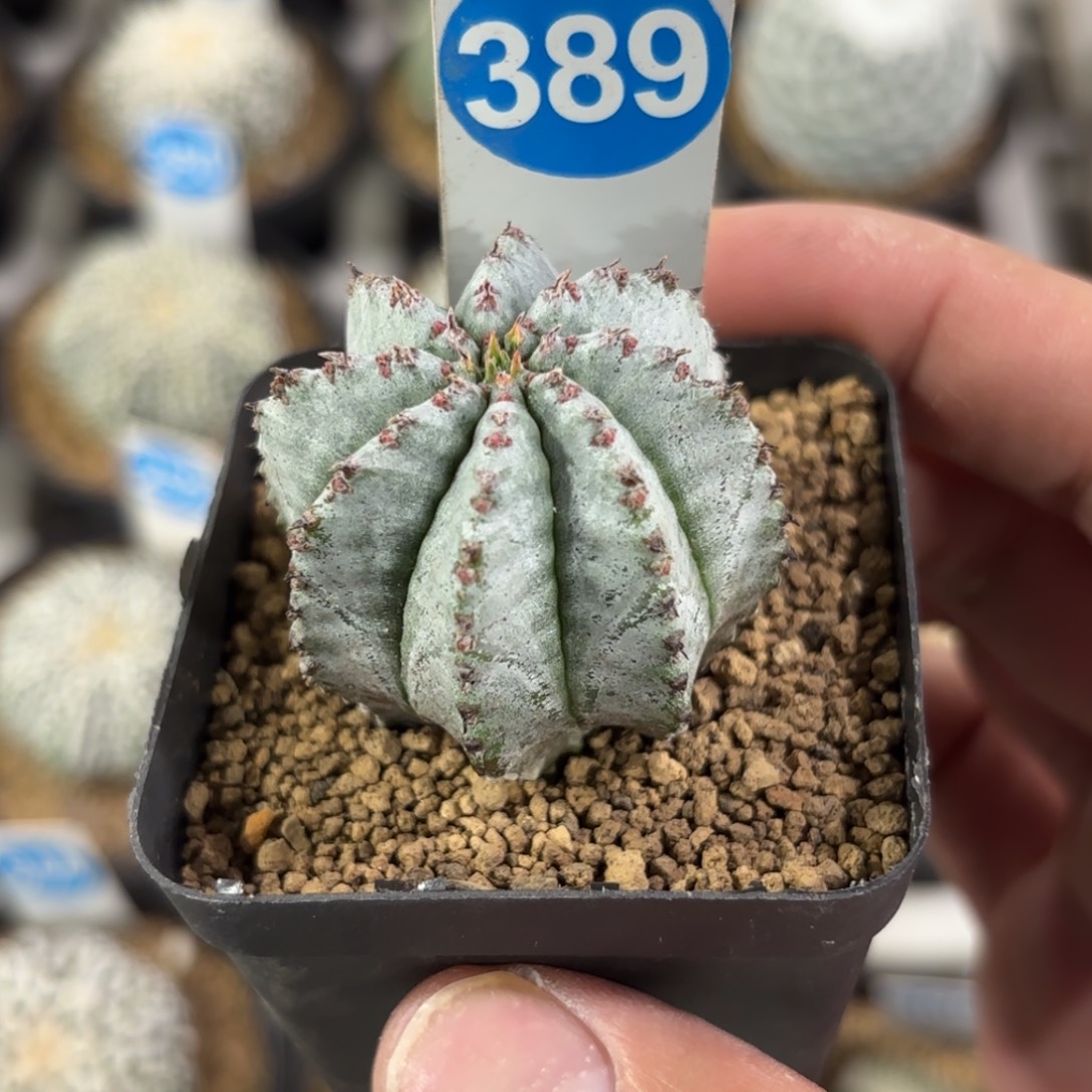 389白衣魁伟玉带盆带土发货