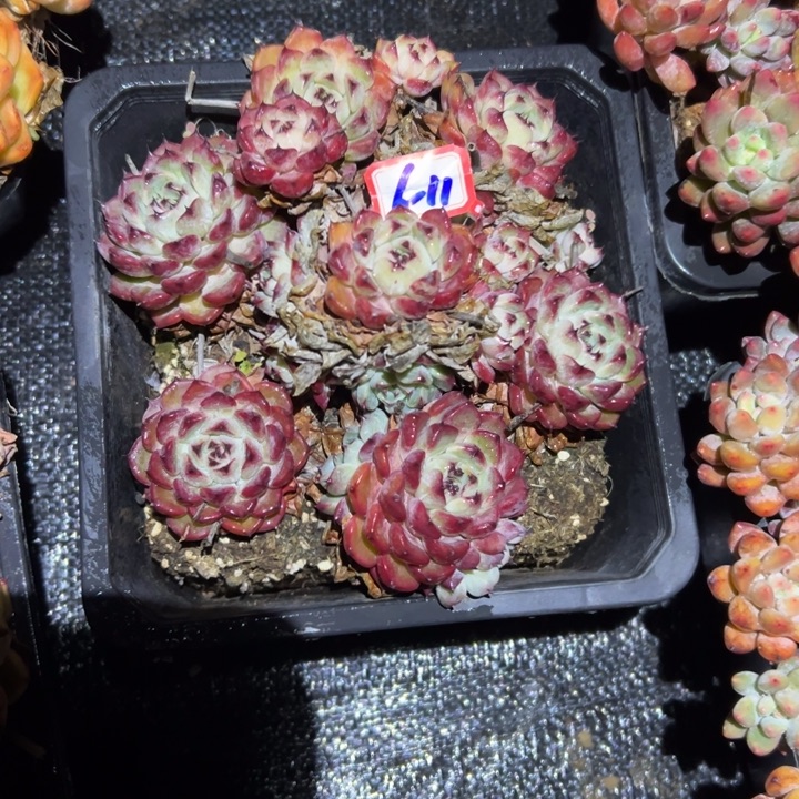 小****精品多肉植物老桩