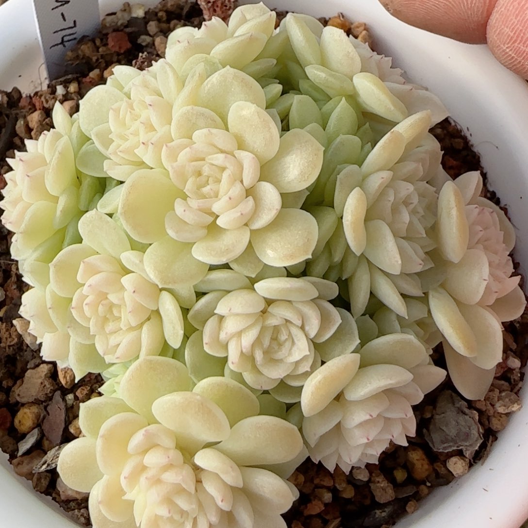 【闪购商品】0123-24（fm-74）