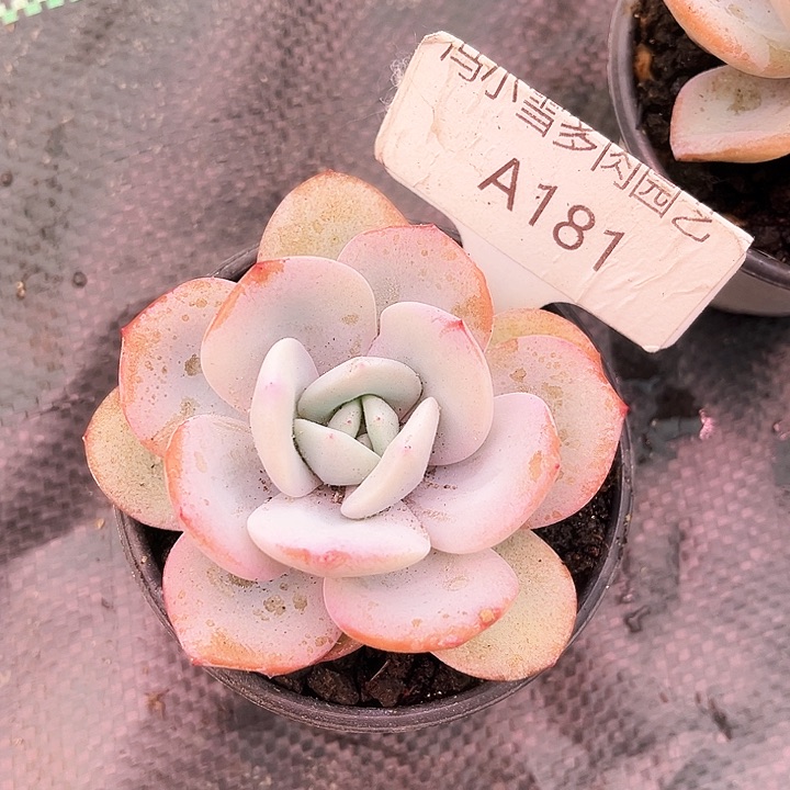 我是第一百个为妖刀应援