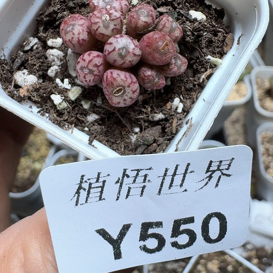 550号多肉植物哇cv