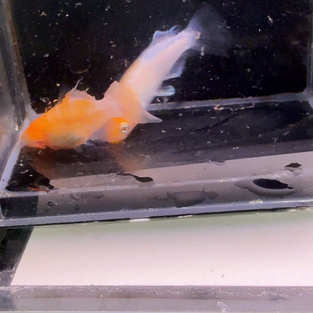 青鳉鱼一物一拍164