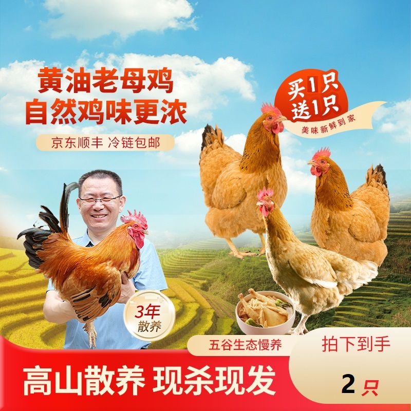 劳模大叔【买一赠一】高山散养2年黄油老母鸡单只净重2斤以上