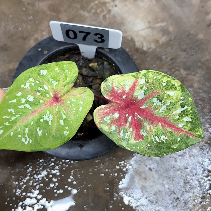 073-0206彩叶芋广东现货