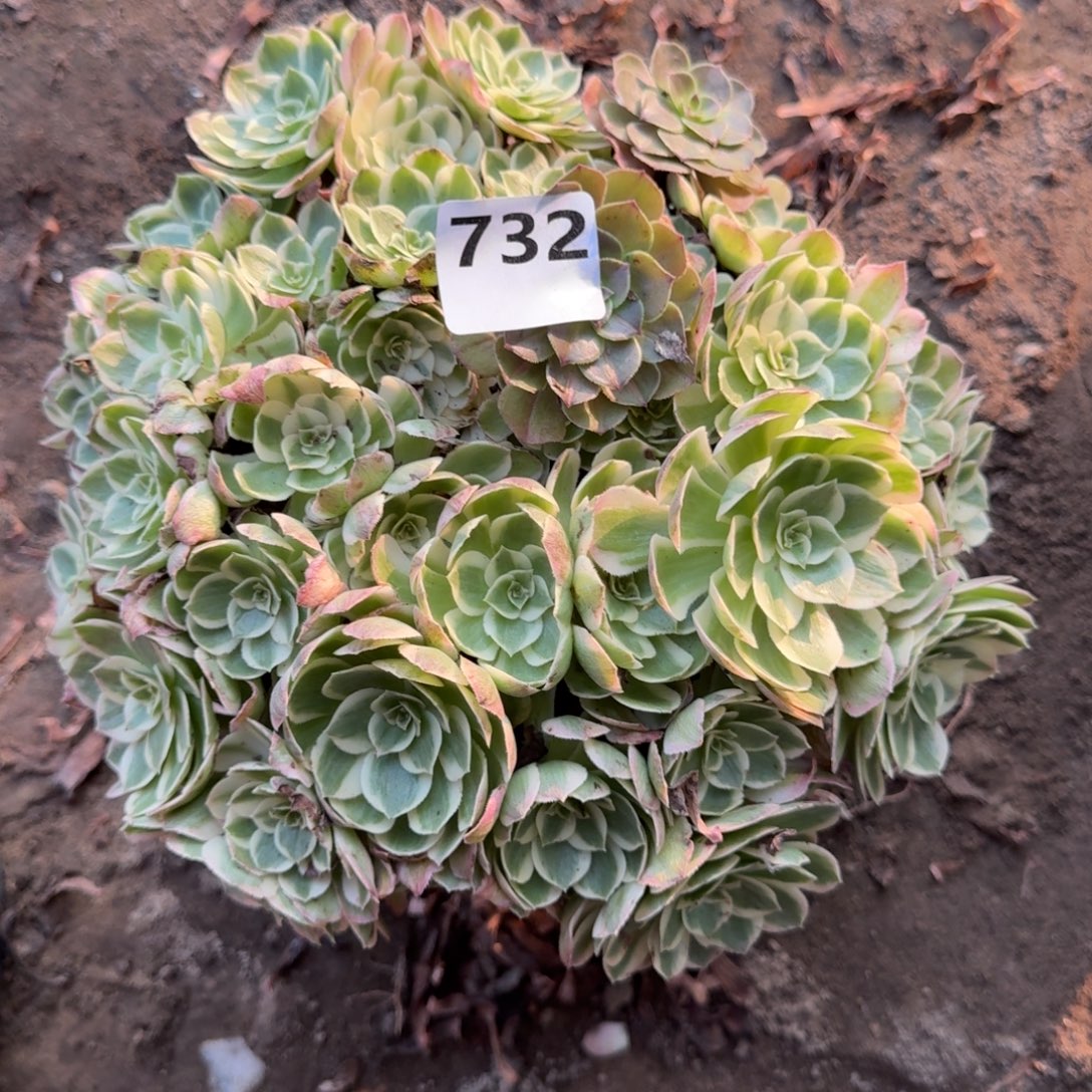 17-11法师海王732