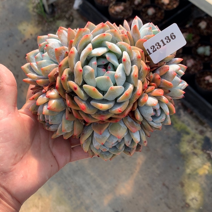 123136嗯嗯嗯嗯嗯嗯好喜欢