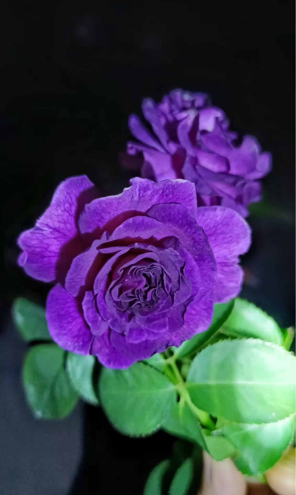 比利时 月季 庭院 阳台 种植 栽种四季开花