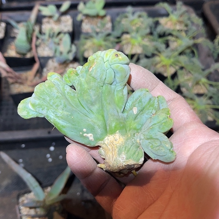 满38包邮，年后脱土晾根发货多肉鸡鸡柱缀化