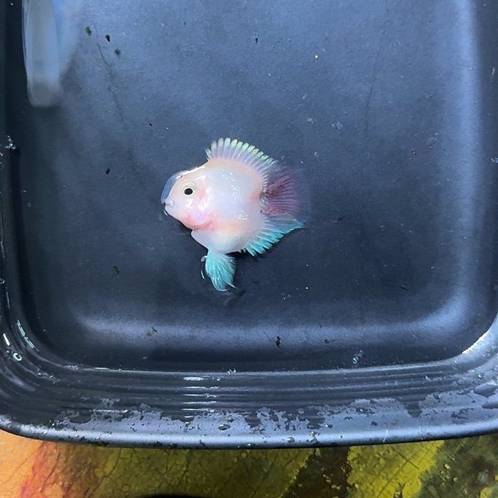 海水鱼胭脂一条有瑕疵