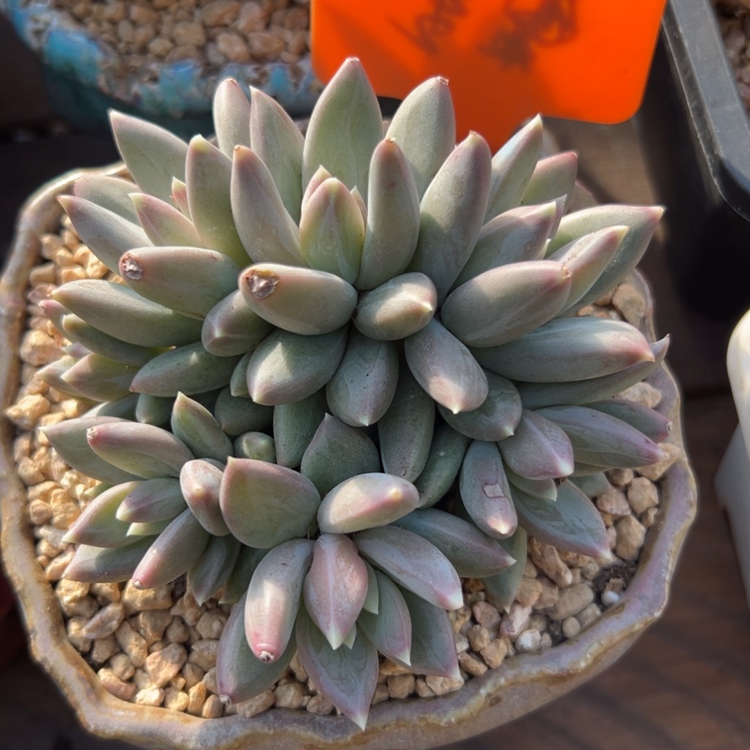 纱织美人1111111111111