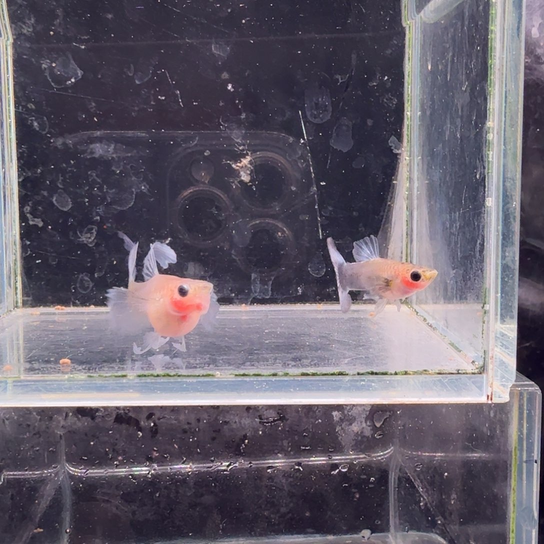 孔雀鱼蓝礼服玻璃猫大C1对