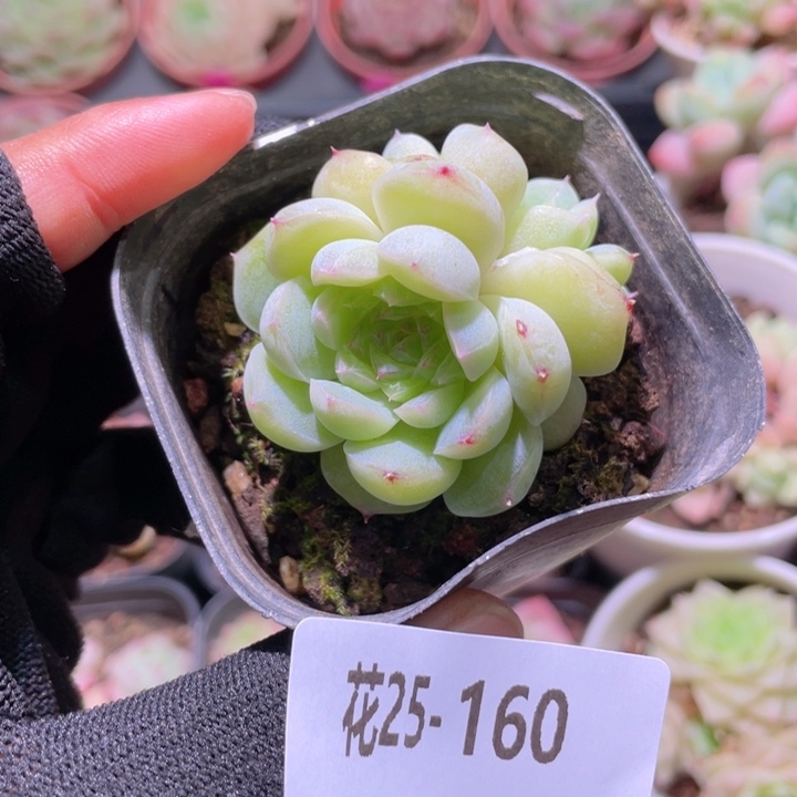花利美25-160瑶台心
