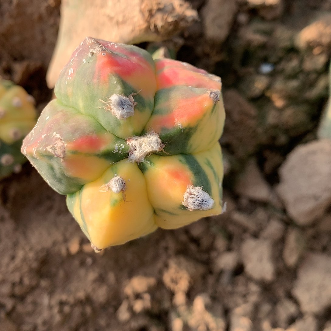 【闪购商品】素**主一玉玉玉