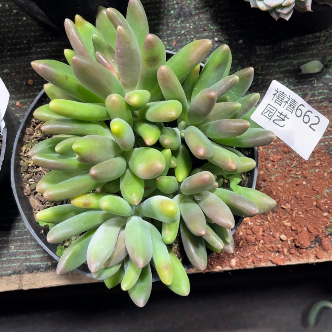 X***7662芒果奶～杂多肉植物……