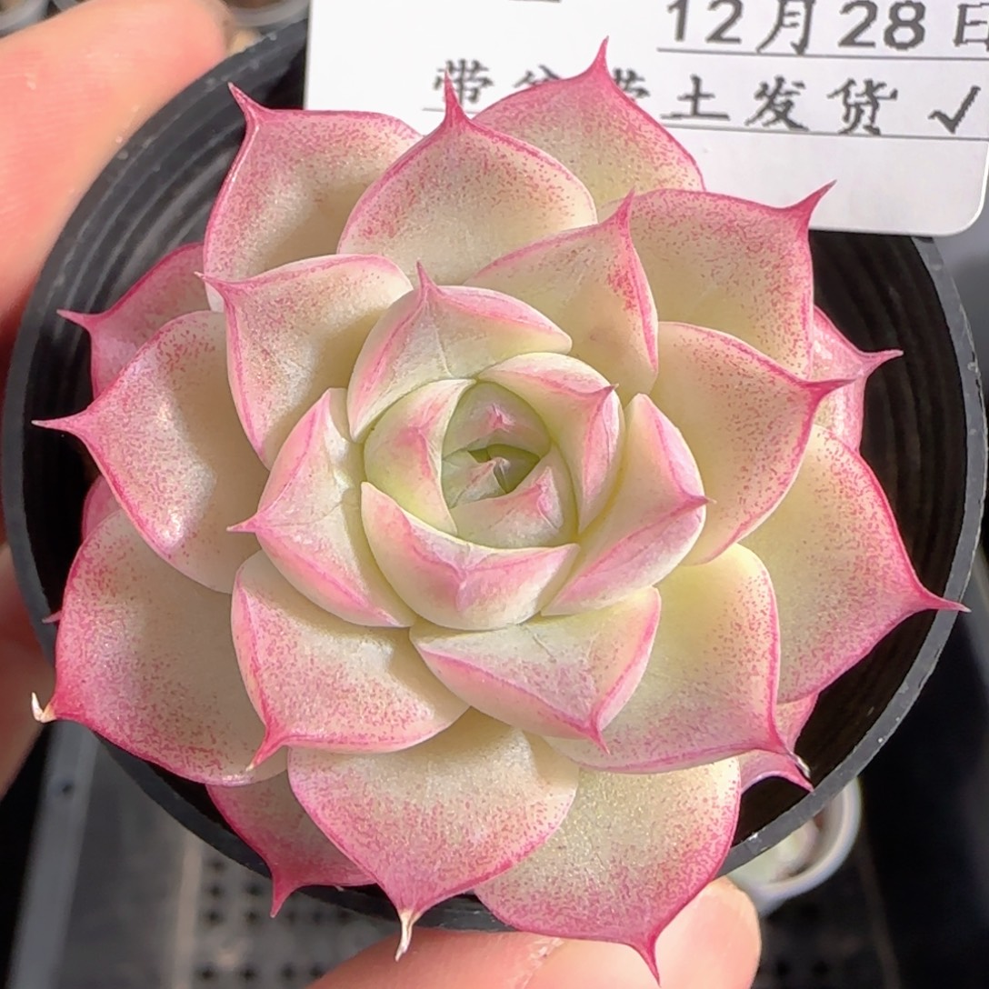 多肉1228-212女王玫瑰