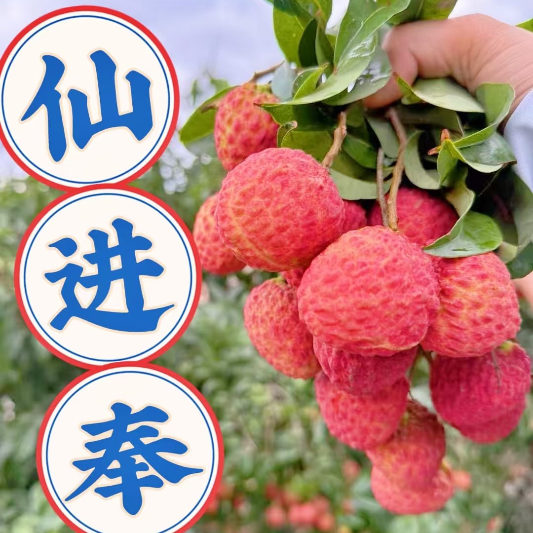 【新春福利】广东仙进奉荔枝荔枝同城送广东省