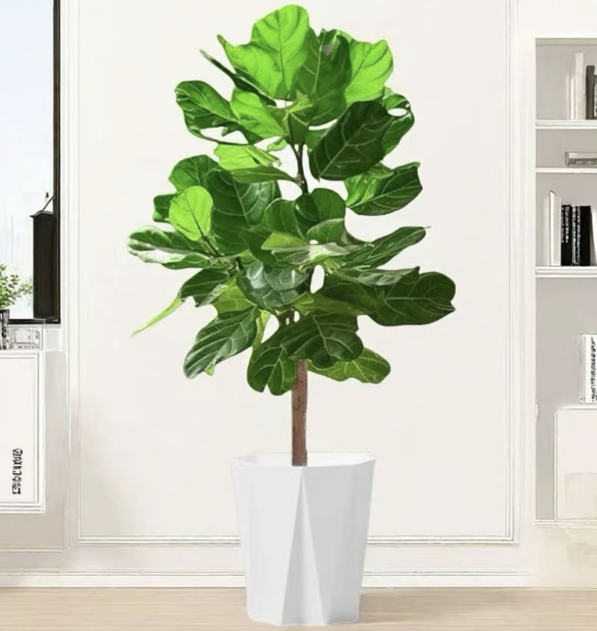 【送货上门】1.3-1.4米大型棒棒糖琴叶榕室内可吸甲醛净化空气