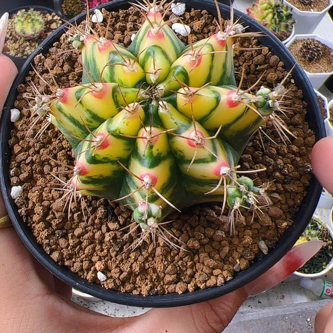 当前无花栽培后可以开花549