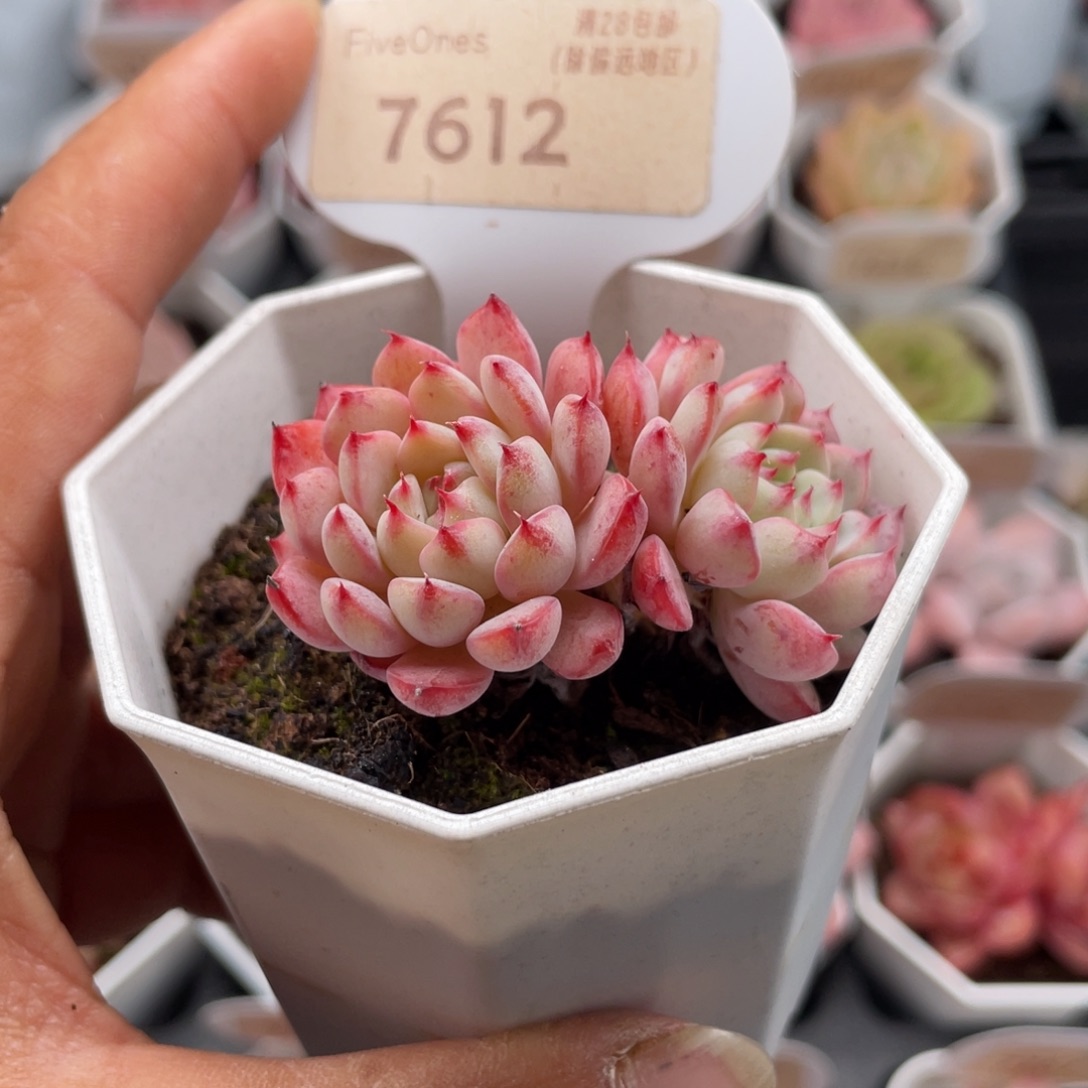 白姬莲7612-4.5厘米