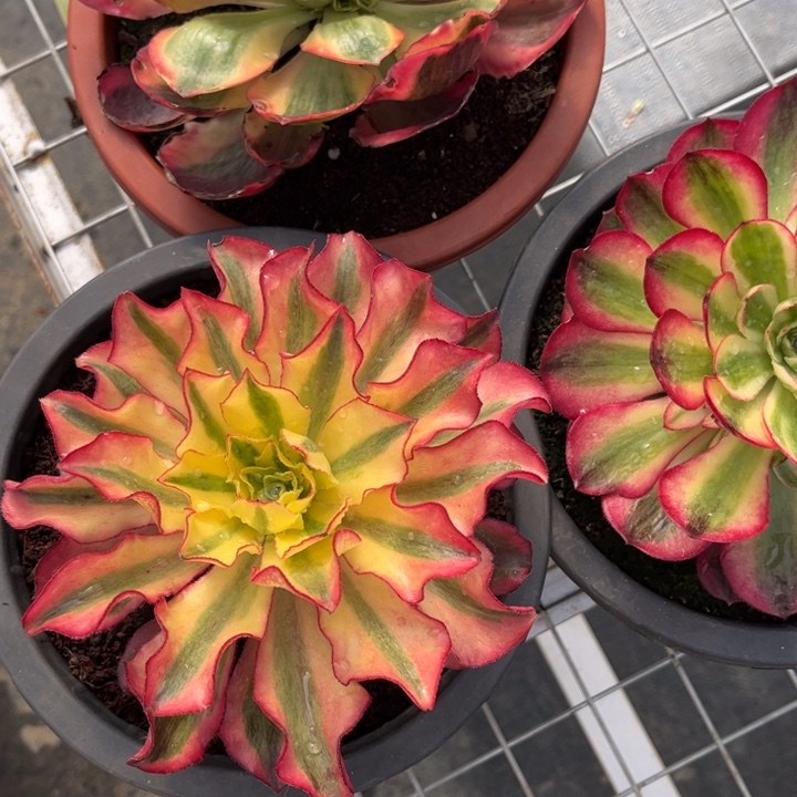 y***o不开花植物Yo-yo的专拍链接