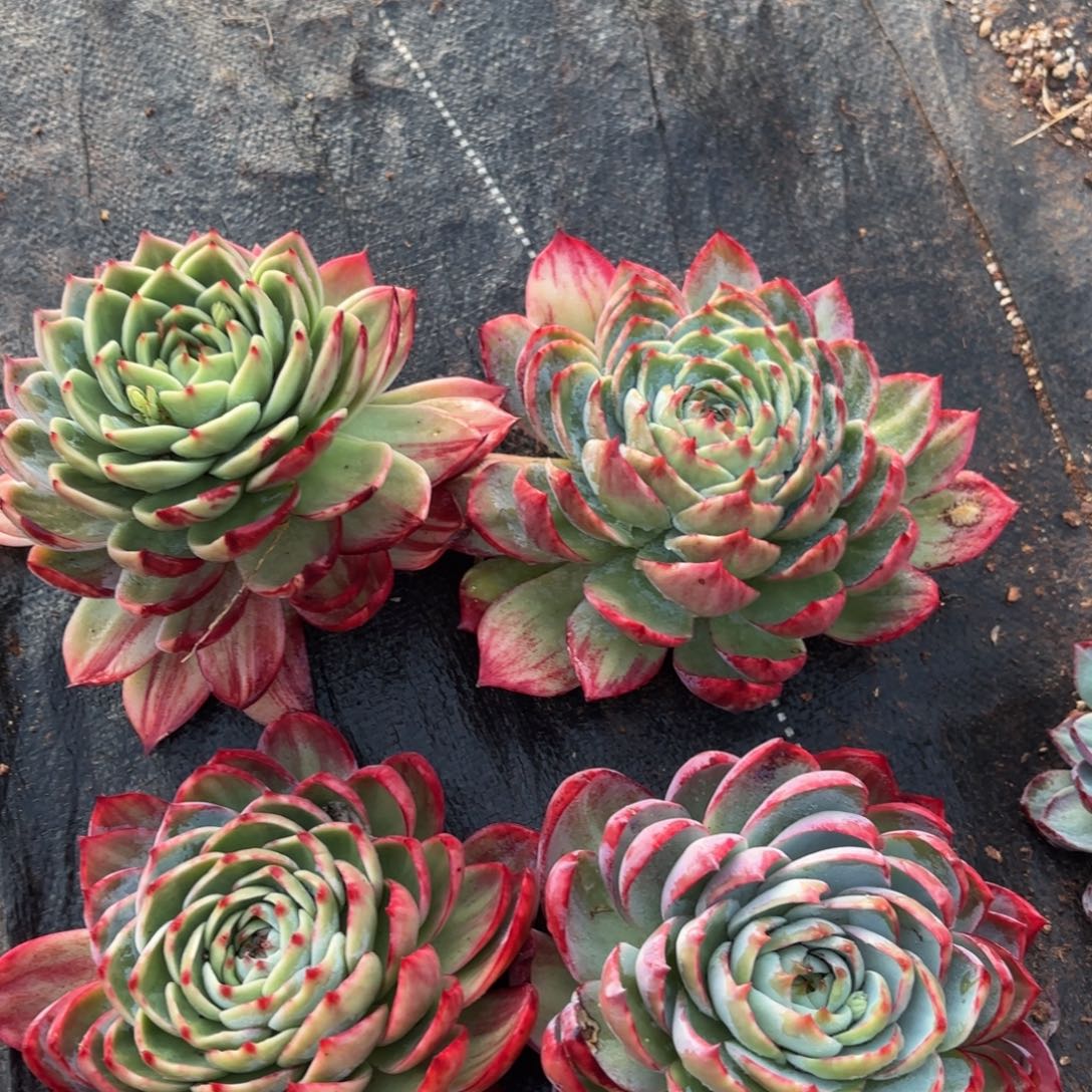 存***姐哈哈哈哈哈哈哈哈就哈哈就好