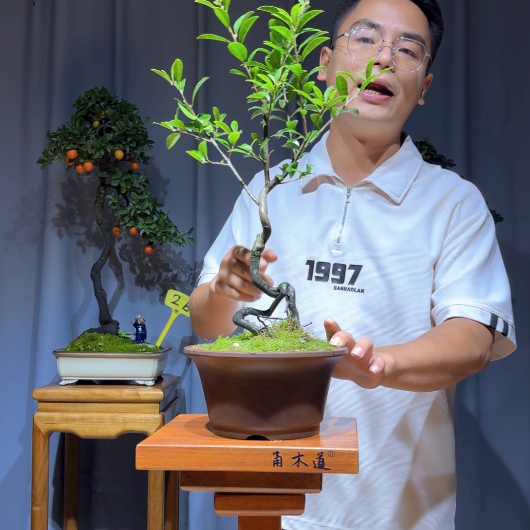 无花朵金弹子是真的好看