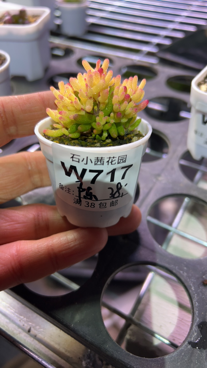 陈-假飞机株-多肉植物枝干番杏