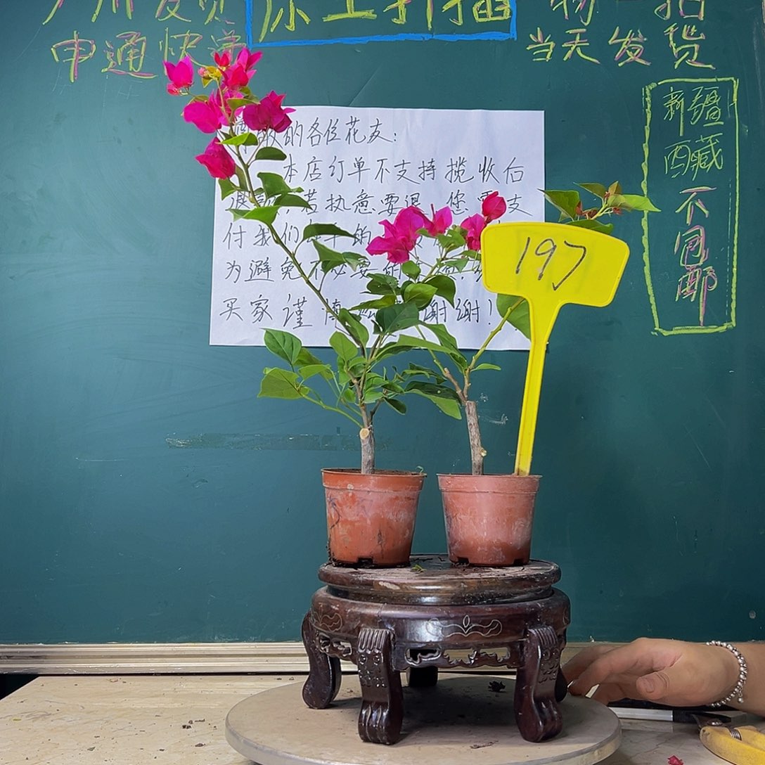 当前无花栽培后可以开花暗斑夕阳红掌中宝 玫瑰红掌中宝197