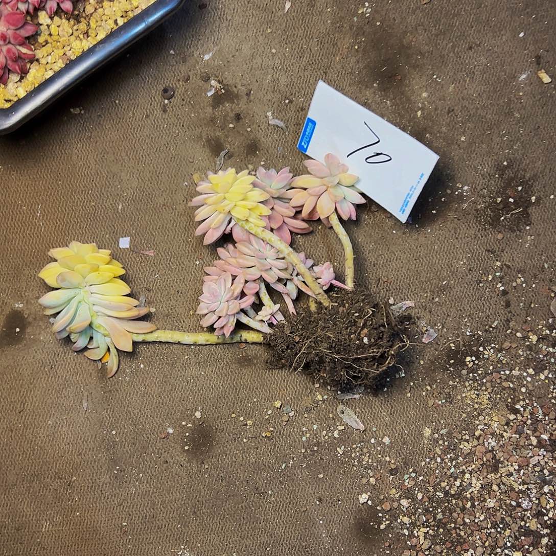 美***哒70号一物一拍脱土包邮