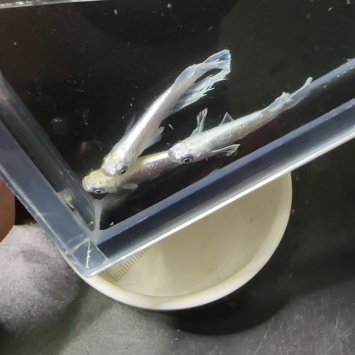 青鳉鱼观背青鱂23