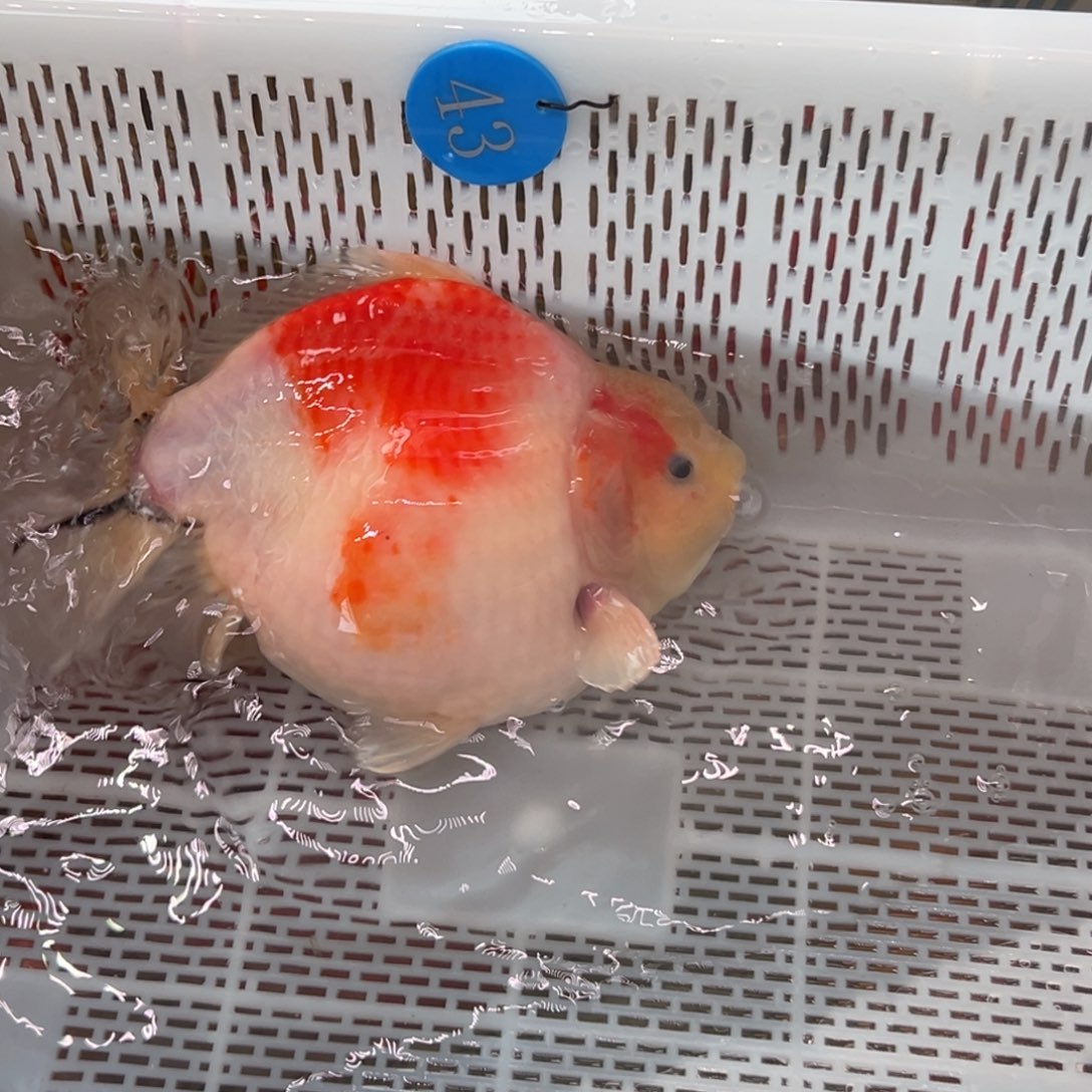 ****.金鱼你好吗我好想你