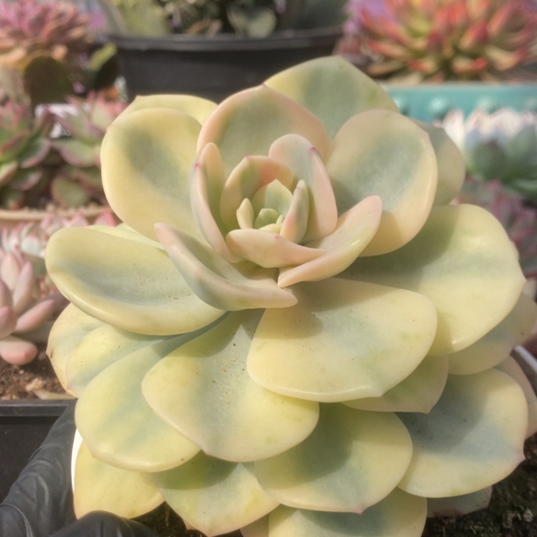 756白月光锦锦锦锦锦锦