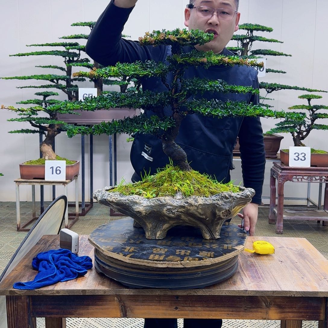 无花朵珍珠红芽罗汉松造型盆景