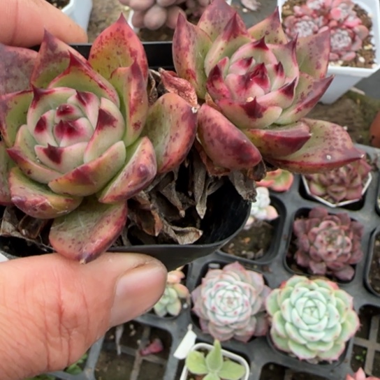 83蓝龙多肉植物多