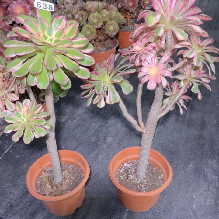 638老庄多肉法师v景景两颗