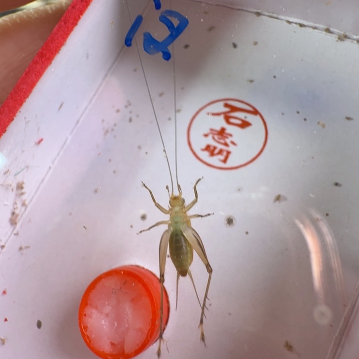 酷***酱漂亮大黄龄一只合适