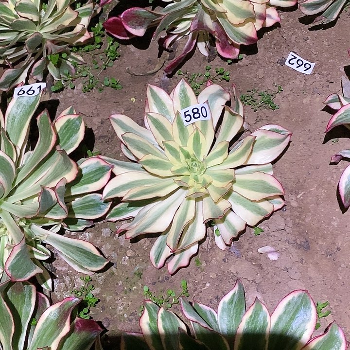 多肉植物法师580魅影