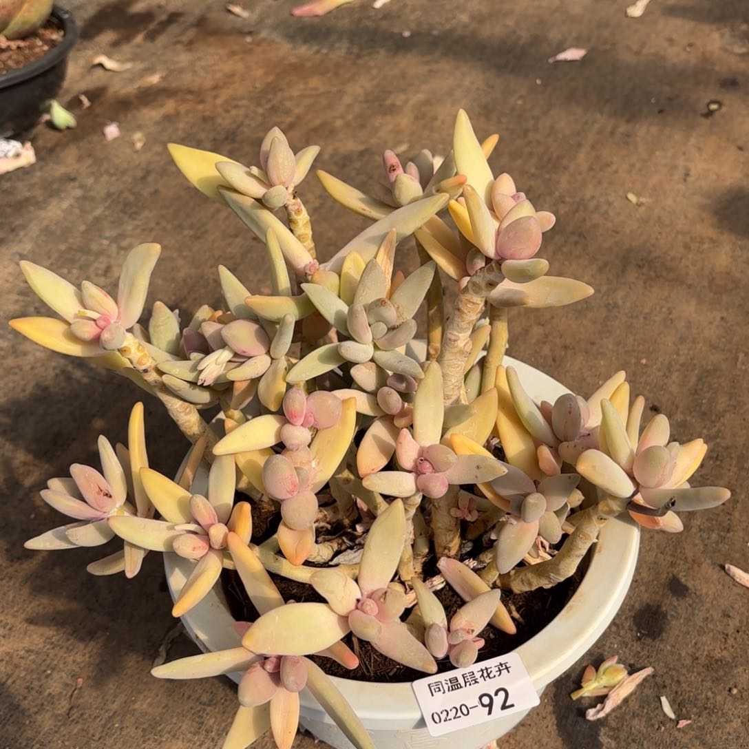同温层多肉香蕉美人92