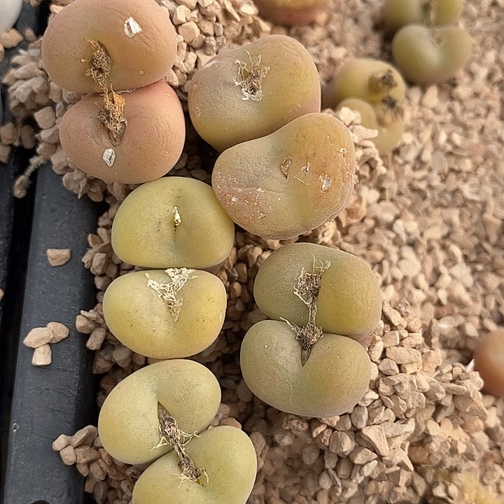 2569双头空卡佛一颗    