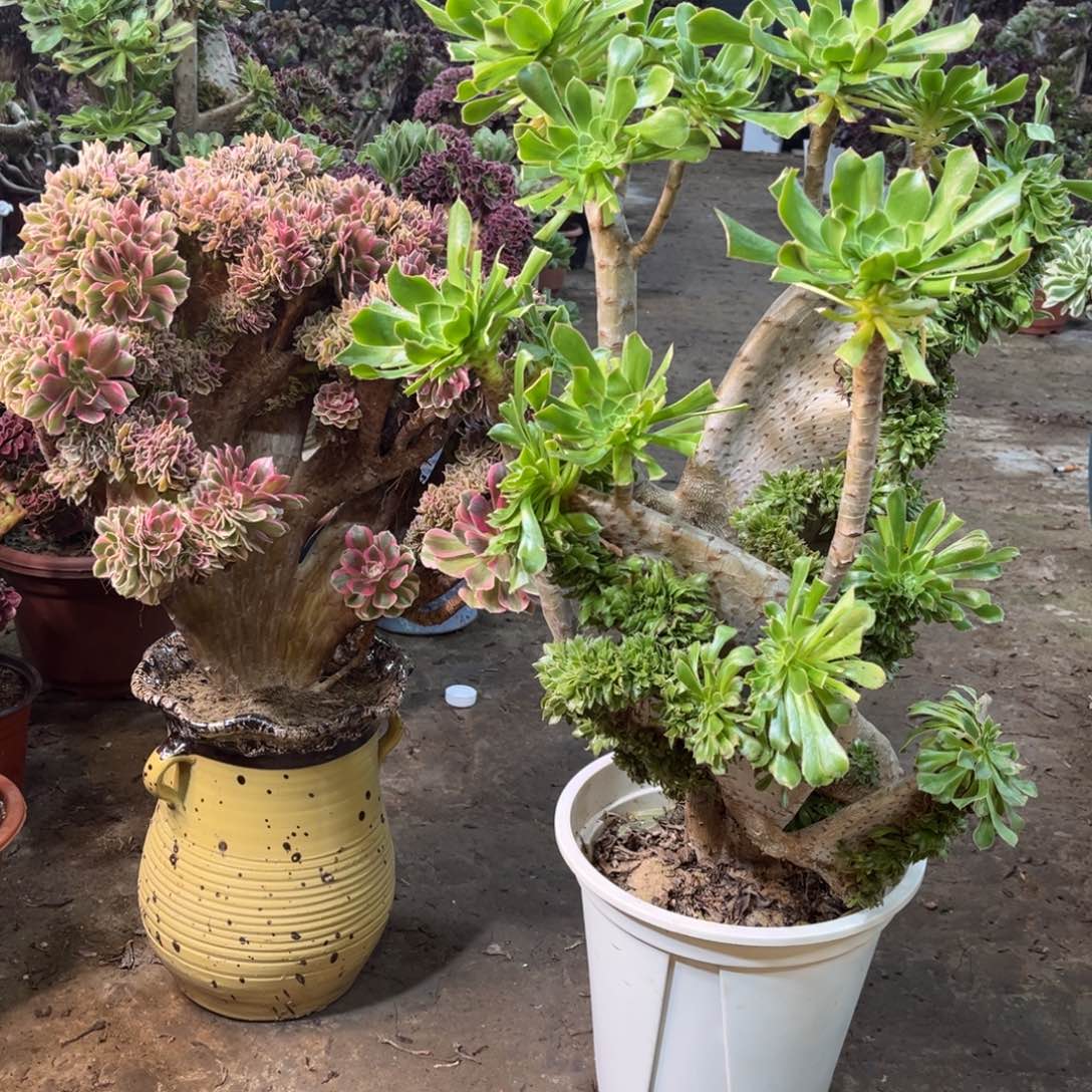 精品法师一物一拍