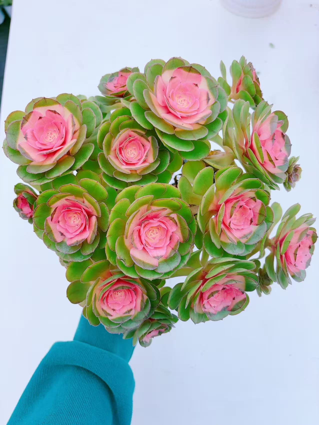 {玫瑰法师}发3盆 新手好养活  脱土发  室内外养 金喜多肉