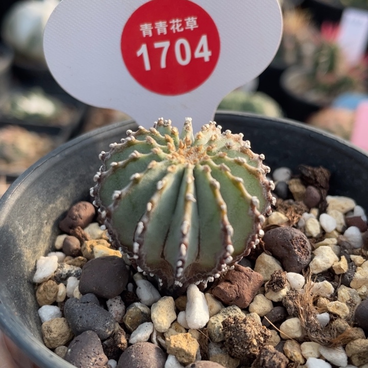 实生薄叶花笼1704-000000