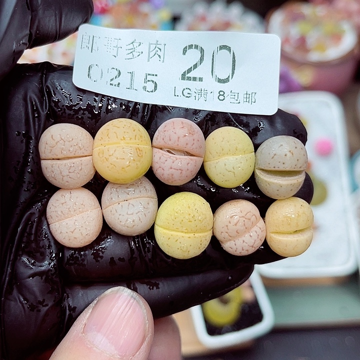 郎哥多肉生石花15-20