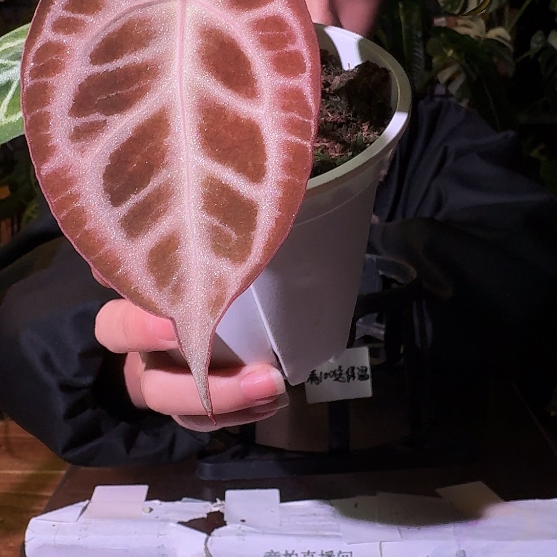 不开花植物G179skg银红杂黑色面纱