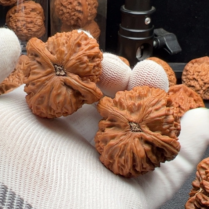 文玩核桃把件H*N40水龙