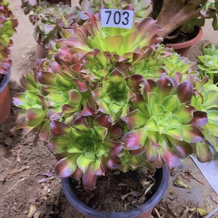 为***行703韶华老庄手捧朵朵特价